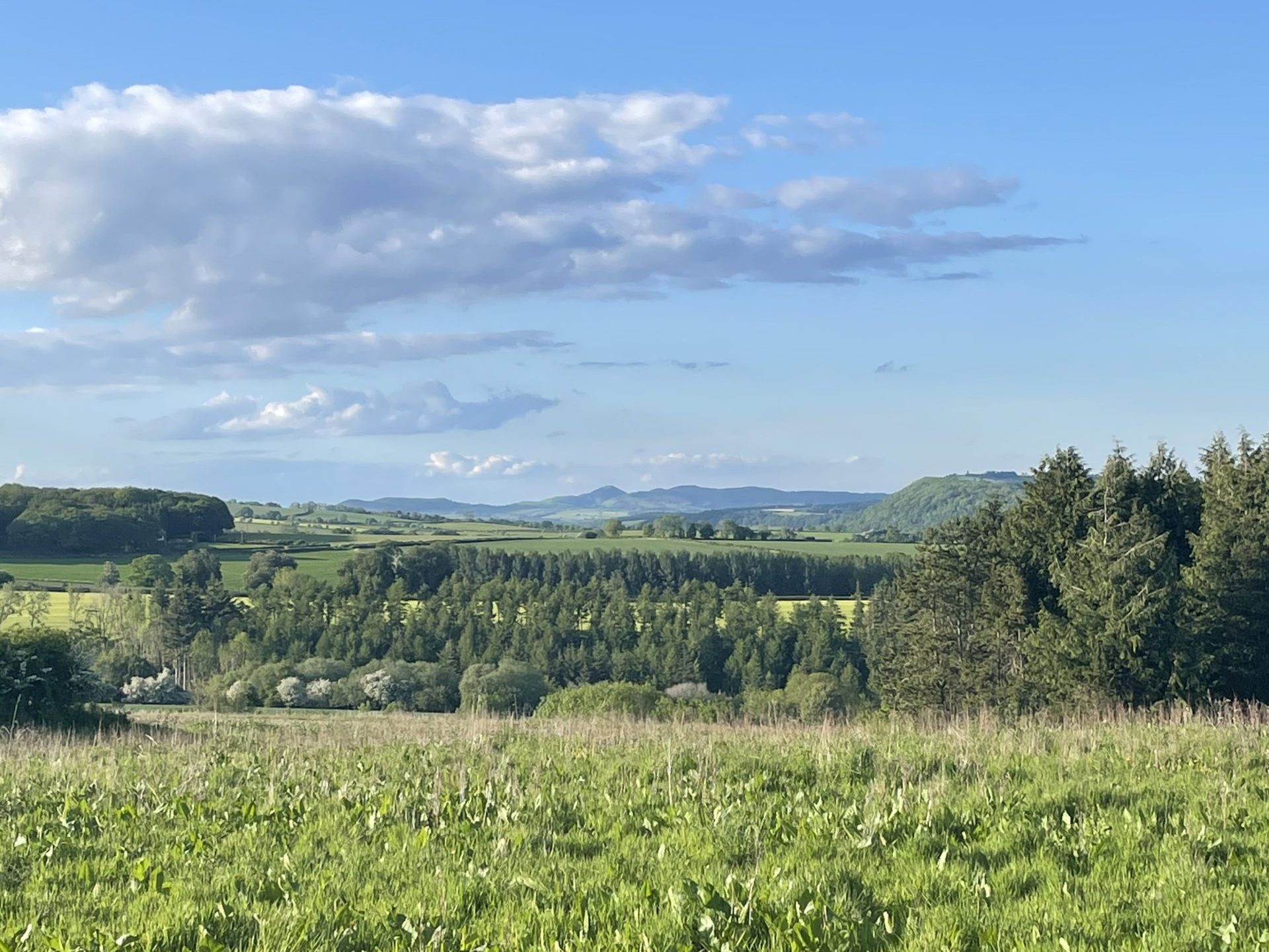 Views from above Mocktree