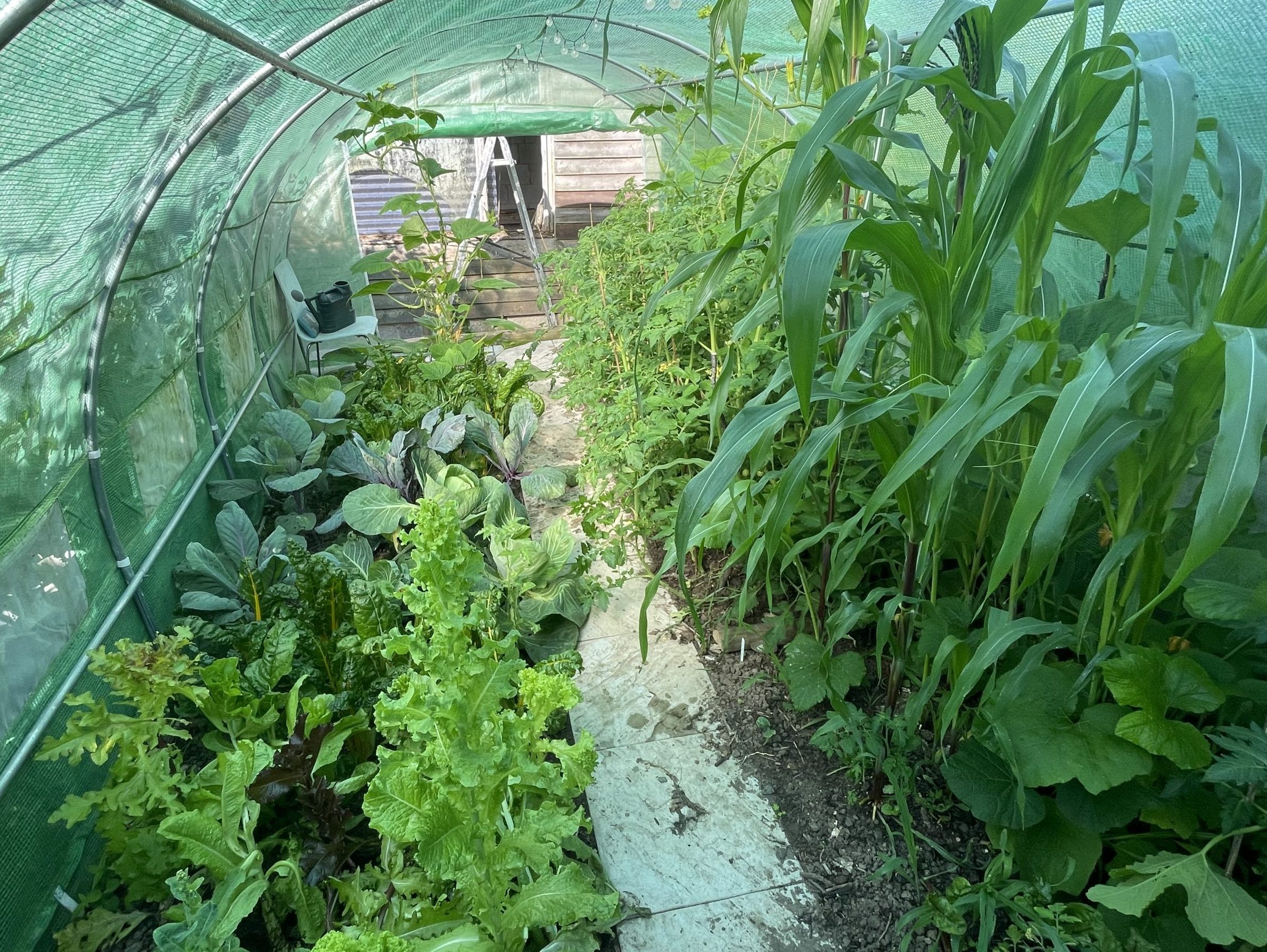 Our polytunnel provides fresh salad for guests