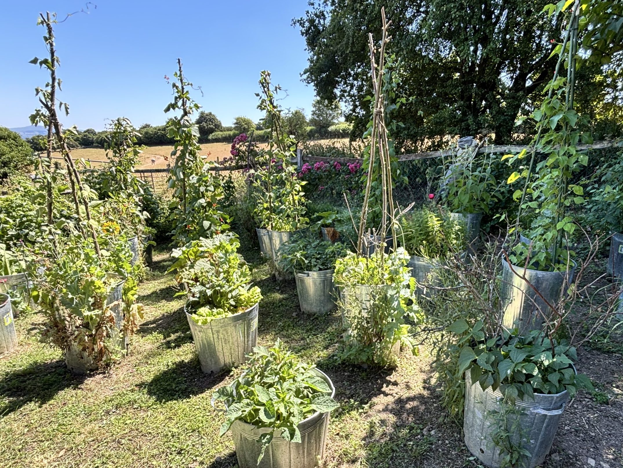 Our vegetable patch an experimental work in progress